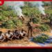 ගංජා ගස් ලක්ෂයකට ආසන්න ප්රමාණයක් හම්බේගමුවෙන් සොයාගනී!
