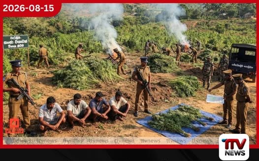 ගංජා ගස් ලක්ෂයකට ආසන්න ප්රමාණයක් හම්බේගමුවෙන් සොයාගනී!