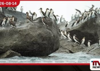 එල් නිනෝ බලපෑම නිසා දකුණු ඇමරිකානු මුහුදු පක්ෂීන් පිරිසක් පැනමාව වෙත සංක්රමණය වෙති