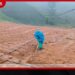 අස්වනු නෙළීමට ඔන්න මෙන්න තිබියදී මහ වැස්සෙන් එළවළු වගා විනාශයි!