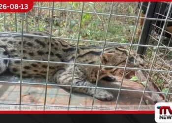 පොළොන්නරුවේ මද්දකට හසුවූ හඳුන් දිවියෙකු වනජීවී නිලධාරීන් බේරාගනී