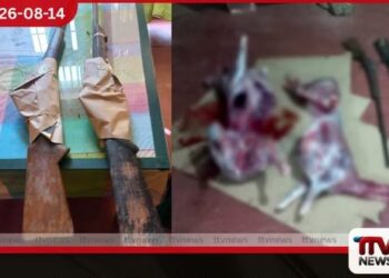 යාලේ නීතිවිරෝධී දඩයම වැටලූ වනජීවී නිලධාරීන්ට අම්බානෙට වෙඩි තියලා..