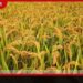 යල කන්නයේ වී අස්වනු නෙළීම අවසන් අදියරේ