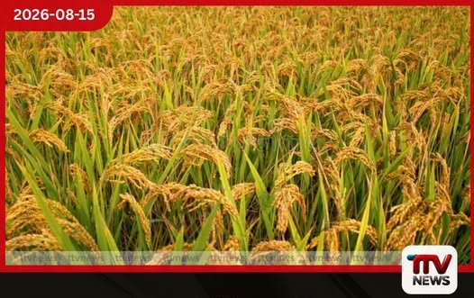 යල කන්නයේ වී අස්වනු නෙළීම අවසන් අදියරේ