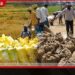 යල කන්නයේ වී මිලදී ගැනීමට රජයෙන් පොලී රහිත ණය සහ විශේෂ වැඩපිළිවෙළක්