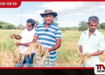 මාස 3ක නියඟයෙන් කුඹුරු අක්කර 50ක්  පිදුරුවෙලා!