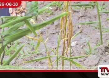 මධ්‍යම සහ වයඹ පළාත්වල  ඉඟුරු වගාවට  දිලීර රෝගයක්