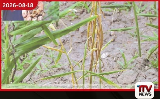 මධ්යම සහ වයඹ පළාත්වල ඉඟුරු වගාවට දිලීර රෝගයක්