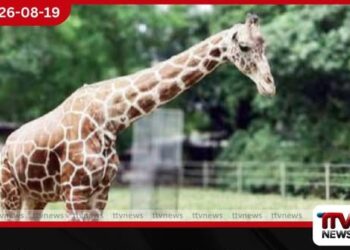 වයස අවුරුදු 30කට ආසන්න දෙහිවල සත්වෝද්‍යානයේ වයස්ගතම ගැහැණු ජිරාෆ් හදිසියේ මියයයි!