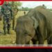 මහවදී තුවාල ලබා අසරණ වූ ඇත් පැටවා බේරාගැනීමට ත්රිවිධ හමුදා බලකායෙන් ජීවිතාරක්ෂක මෙහෙයුමක්!