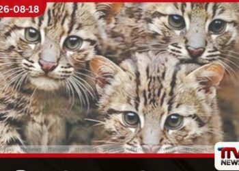 පින්නවල සත්වෝද්‍යානයේ  හඳුන් දිවි පැටවුන්ට  නම් තැබූවන්ට  ත්‍යාග ප්‍රදානය කෙරේ