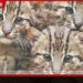 පින්නවල සත්වෝද්යානයේ හඳුන් දිවි පැටවුන්ට නම් තැබූවන්ට ත්යාග ප්රදානය කෙරේ