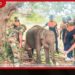 වෙඩි වැදුණු ඇත් පැටවා උඩවලව ඇත්අතුරු සෙවණට