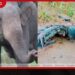 කොටියාගල වන අලි යකා නටමින් තරුණයන් දෙදෙනෙකු පසුපස පන්නා යතුරුපැදි කුඩු පට්ටම් කරලා..
