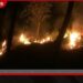 බදුල්ල හාලිඇල ග්ලේන්ඇල්පින් වත්ත ප්‍රදේශයේ කැලෑවක හදිසි ගින්නක්