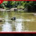 මහියංගණය වියානා ඇලේ දිය නෑමට ගිය 7 හැවිරිදි දරුවෙක් දියේ ගිලී අතුරුදන්!
