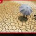 වියළි කාලගුණය නිසා අක්කර 8000 ක වගා හානි