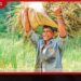 මහවැලි සී කලාපයෙන්  වාර්තාගත කීරි සම්බා  අස්වැන්නක්