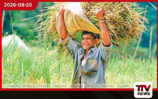 මහවැලි සී කලාපයෙන් වාර්තාගත කීරි සම්බා අස්වැන්නක්