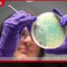 බ්‍රිතාන්‍යයේ පැතිර යන උග්‍ර ආහාර විෂවීමක් හේතුවෙන්  එක් අයෙකු ජීවිතක්ෂයට