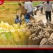 2026 යල කන්නයේ වී මිලදී ගැනීමට රුපියල් මිලියන 7,500ක පරිපූරක ඇස්තමේන්තුවක් හෙට පාර්ලිමේන්තුවට