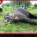 උඩවලවේ ඇතින්නගේ මරණය වෙඩි තබා කළ ඝාතනයක්