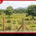 කොස්ගොඩ සුජීගේ ඥාතීන්ට අයත්  මිලියන 60ක ඉඩම් වත්කම් විමර්ශන කොට්ඨාසය මගින් අත්හිටුවයි!