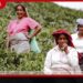 තේ වගාවෙන් ගොවීන් ඉවතට
