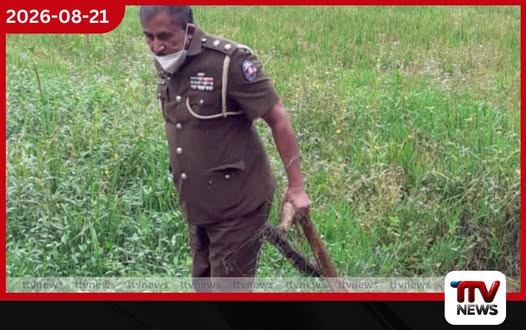 ගමම බය කළ අඩි 15ක් දිග පිඹුරාට පොලිස් නිලධාරියා තනියම වැඩේ දෙයි!