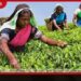 ජූලියේ තේ නිෂ්පාදනය පහළට