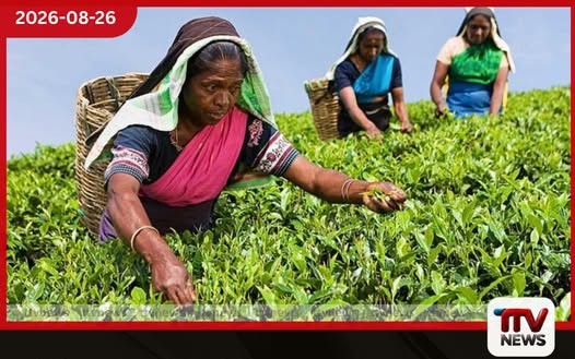 ජූලියේ තේ නිෂ්පාදනය පහළට