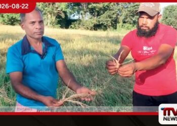කීඩෑ උවදුරෙන් සෙම්බුකුලමේ වී වගාව විනාශයි