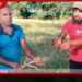 කීඩෑ උවදුරෙන් සෙම්බුකුලමේ වී වගාව විනාශයි