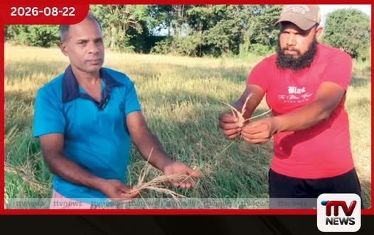 කීඩෑ උවදුරෙන් සෙම්බුකුලමේ වී වගාව විනාශයි