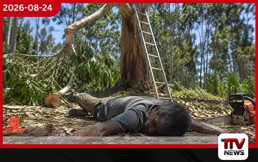නෝර්වුඩ්හිදී ගසක අතු කපමින් සිටි 52 හැවිරිදි පුද්ගලයා ගසෙන් වැටී මරුට!