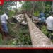 පදවියේදී කැපූ පොල්ගසක් ඇඟට කඩා වැටීමෙන් 52 හැවිරිදි පුද්ගලයෙකු ජීවිතක්ෂයට