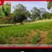 හම්බෙගමුවේ මහා පරිමාණ ගංජා හේනක් වටලයි