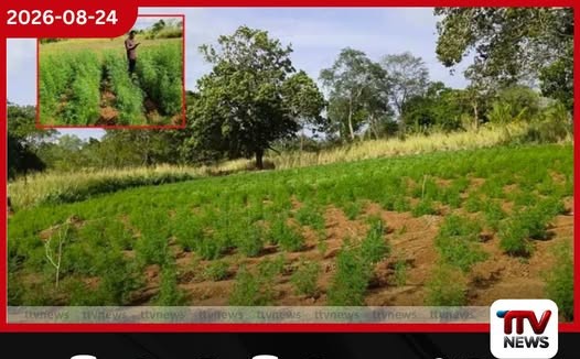 හම්බෙගමුවේ මහා පරිමාණ ගංජා හේනක් වටලයි