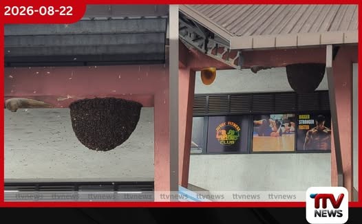 තලවකැලේ බස් නැවතුම්පොළේ දැවැන්ත බඹර කූඩුවක් මගීන්ගේ ජීවිත අනතුරේ!
