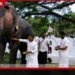 මහනුවර ඇසළ පෙරහරේ අලි ඇතුන්ට දෙවන වරටත් ආයුර්වේද තෛල සත්කාර
