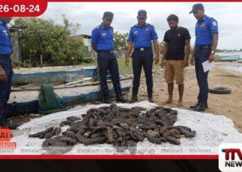 කිලිනොච්චියේදී නීතිවිරෝධී ලෙස මුහුදු කූඩැල්ලන් ප්රවාහනය කළ පුද්ගලයෙකු නාවික හමුදා භාරයට