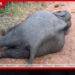 කැබතිගොල්ලෑව කැලෑබද මඟ අයිනක අභිරහස් ලෙස මියගිය අවුරුදු 4ක වනඅලි පැටවෙකුගේ සිරුරක් හමුවෙයි!