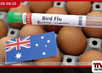 ඕස්ට්රේලියාවේ පළමු වරට ක්ෂීරපායියෙකුට H5N1 මියගිය සීල් මත්ස්යයෙකුගෙන් වෛරසය හඳුනාගැනේ