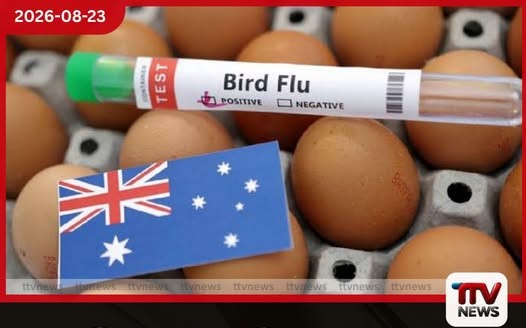 ඕස්ට්රේලියාවේ පළමු වරට ක්ෂීරපායියෙකුට H5N1 මියගිය සීල් මත්ස්යයෙකුගෙන් වෛරසය හඳුනාගැනේ