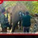 සෝමාවතියේ තුවාල ලැබූ වන අලියාට යළිත් සාර්ථක ප්රතිකාර!