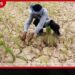 වියළි කාලගුණයෙන් නියඟයට අසුවූ වගාවන්ට රජයෙන් කඩිනම් වන්දි!