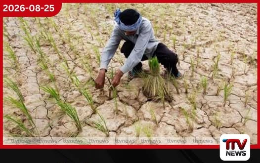 වියළි කාලගුණයෙන් නියඟයට අසුවූ වගාවන්ට රජයෙන් කඩිනම් වන්දි!