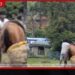 නුවරඑළියේදී පෝනියෙකුට කෝට්ටෙන් පහරදුන් තරුණයා පොලිස් අත්අඩංගුවට!