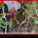කන්තලේ වනජීවී නිලධාරීන්ගේ මෙහෙයුමකින් වනසතුන්ට තර්ජනයක් වූ කේබල් මදු හා හක්කපටස් ඉවත් කරයි