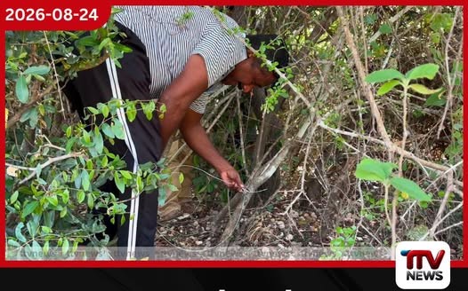 කන්තලේ වනජීවී නිලධාරීන්ගේ මෙහෙයුමකින් වනසතුන්ට තර්ජනයක් වූ කේබල් මදු හා හක්කපටස් ඉවත් කරයි